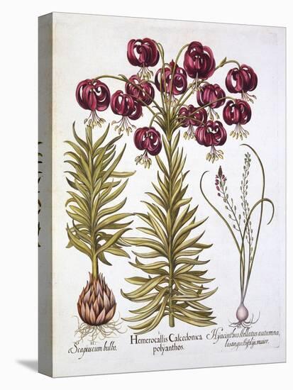Scarlet Turk's Cap Lily and Scilla Autumnalis, from 'Hortus Eystettensis', by Basil Besler (1561-16-German School-Premier Image Canvas
