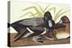 Scaup Duck-John James Audubon-Stretched Canvas