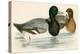 Scaup Duck-Beverley R. Morris-Premier Image Canvas