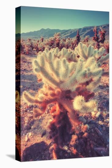 Scene at Cholla Cactus Garden-Vincent James-Premier Image Canvas