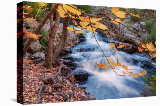 Scene of Autumn Leaves and Duck Brook-Vincent James-Premier Image Canvas