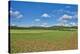 Scenery, corn field, Zea mays, field edge, heaven, blue, little cloud-David & Micha Sheldon-Premier Image Canvas