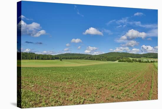 Scenery, corn field, Zea mays, field edge, heaven, blue, little cloud-David & Micha Sheldon-Stretched Canvas