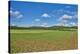 Scenery, corn field, Zea mays, field edge, heaven, blue, little cloud-David & Micha Sheldon-Stretched Canvas