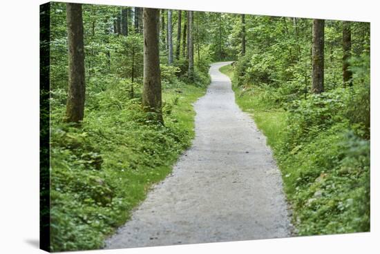 Scenery, forest way, spruce forest, Picea abies, spring-David & Micha Sheldon-Stretched Canvas