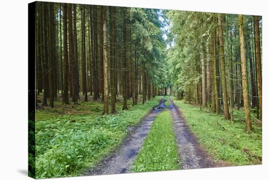 Scenery, forest way, spruce forest, Picea abies, spring-David & Micha Sheldon-Stretched Canvas