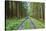 Scenery, forest way, spruce forest, Picea abies, spring-David & Micha Sheldon-Stretched Canvas