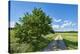 Scenery, path, common oak, Quercus robur, heaven, blue, spring-David & Micha Sheldon-Premier Image Canvas