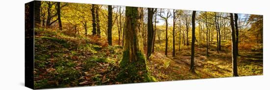 Scenic autumn forest, Grasmere, Lake District, Cumbria, England, United Kingdom-Panoramic Images-Premier Image Canvas