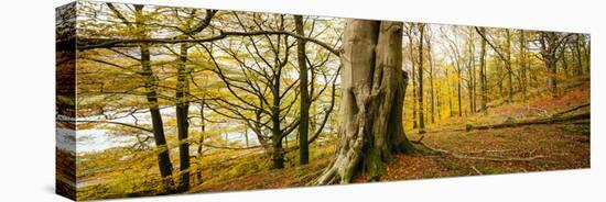 Scenic autumn forest, Grasmere, Lake District, Cumbria, England, United Kingdom-Panoramic Images-Premier Image Canvas