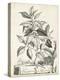 Scenic Botanical III-Abraham Munting-Stretched Canvas