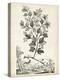 Scenic Botanical V-Abraham Munting-Stretched Canvas