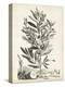 Scenic Botanical VI-Abraham Munting-Stretched Canvas