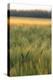 Scenic crop of barley, Vexin Region, Normandy, France-Jim Engelbrecht-Premier Image Canvas