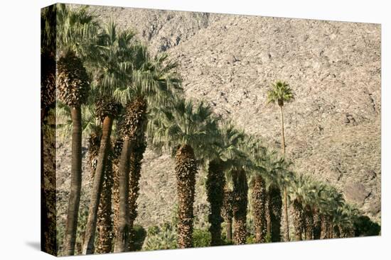 Scenic of Palm Trees, Palm Springs, California, USA-Julien McRoberts-Premier Image Canvas