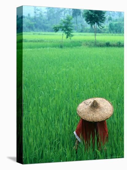 Scenic of Rice Fields and Farmer on Yangtze River, China-Bill Bachmann-Premier Image Canvas
