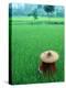 Scenic of Rice Fields and Farmer on Yangtze River, China-Bill Bachmann-Premier Image Canvas