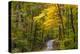 Scenic Road Through Autumn Forest Indiana, USA-Chuck Haney-Premier Image Canvas