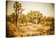 Scenic View In Joshua Tree National Park-Ron Koeberer-Stretched Canvas