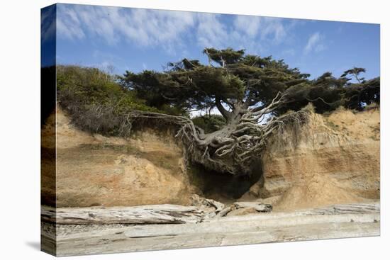 Scenic view of tree of life, Kalaloch, Olympic National Park, Jefferson County, Washington State...-Panoramic Images-Premier Image Canvas