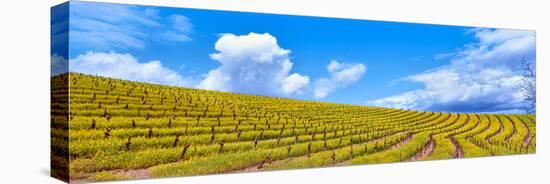 Scenic view of vineyard in springtime, Napa Valley, Napa County, California, USA-null-Premier Image Canvas