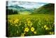 Scenic View of Wildflowers in a Field, Crested Butte, Colorado, USA-null-Premier Image Canvas