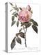 Scented Rose of India, Rosa Indica Fragrans-Pierre Joseph Redoute-Premier Image Canvas