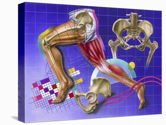 Schematic Showing Hip and Leg Motion-null-Stretched Canvas