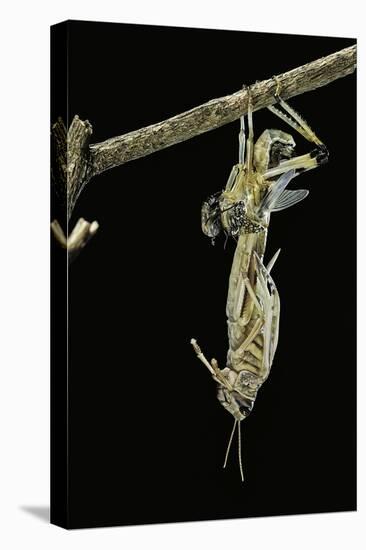 Schistocerca Gregaria (Desert Locust) - Emerging-Paul Starosta-Premier Image Canvas