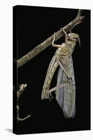 Schistocerca Gregaria (Desert Locust) - Emerging-Paul Starosta-Premier Image Canvas
