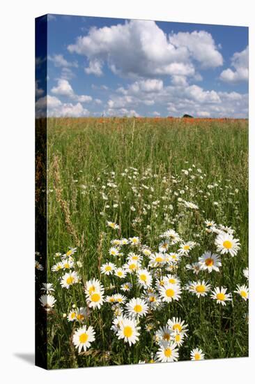 Schleswig-Holstein, Field with Camomile Blossoms-Catharina Lux-Premier Image Canvas