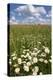 Schleswig-Holstein, Field with Camomile Blossoms-Catharina Lux-Premier Image Canvas