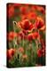 Schleswig-Holstein, Poppy Field-Catharina Lux-Premier Image Canvas