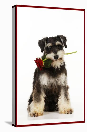 Schnauzer Holding Rose-null-Premier Image Canvas