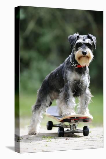 Schnauzer on Skateboard-null-Premier Image Canvas