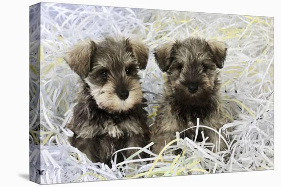 Schnauzer Puppies Sitting in Paper Shreddings-null-Premier Image Canvas