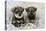 Schnauzer Puppies Sitting in Paper Shreddings-null-Premier Image Canvas