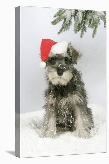 Schnauzer Puppy in Snow Wearing Hat-null-Premier Image Canvas