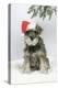 Schnauzer Puppy in Snow Wearing Hat-null-Premier Image Canvas