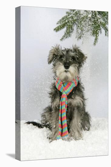 Schnauzer Puppy in Snow Wearing Scarf-null-Premier Image Canvas