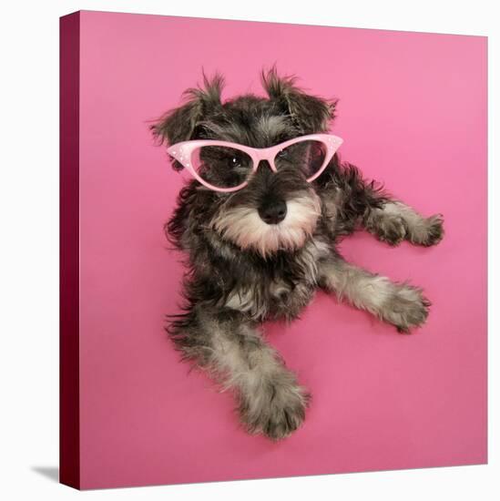 Schnauzer Puppy Wearing Pink Glasses-null-Premier Image Canvas