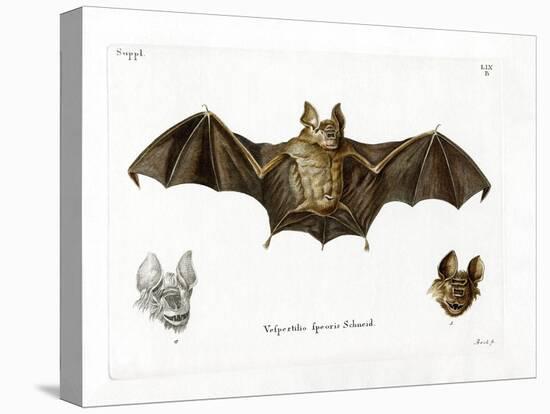 Schneider's Leaf-Nosed Bat-null-Premier Image Canvas