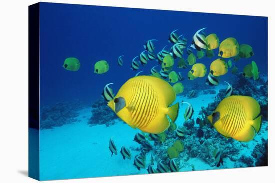 School of Butterfly Fish Swimming on the Seabed-Georgette Douwma-Premier Image Canvas