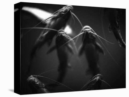 School of Catfish-Henry Horenstein-Premier Image Canvas