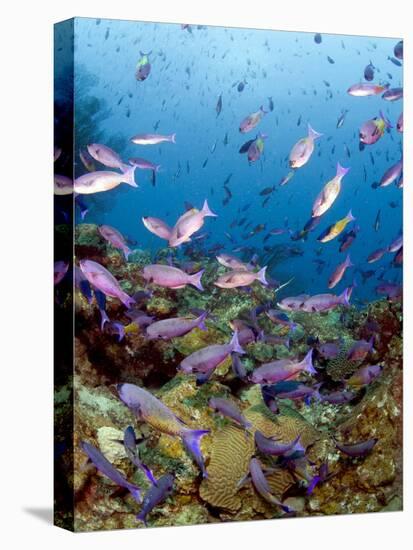 School of Creole Wrasse (Clepticus Parrae), St. Lucia, West Indies, Caribbean, Central America-Lisa Collins-Premier Image Canvas