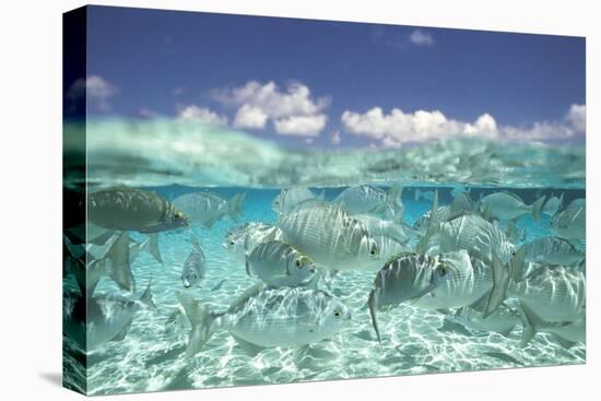 School of Fish, Submerged-null-Stretched Canvas