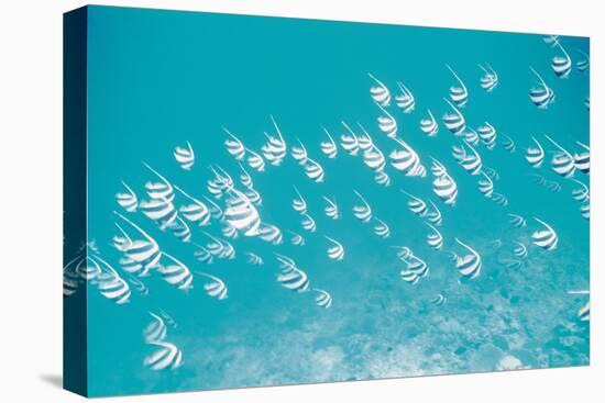 School of Fish, Undersea View-null-Stretched Canvas