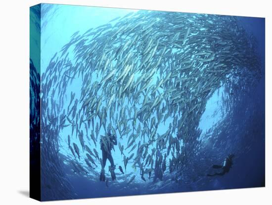 School of Jacks And Divers at Liberty Wreck, Bali, Indonesia-Stocktrek Images-Premier Image Canvas