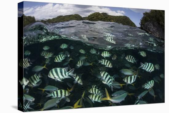 School of Large Damselfish in Palau's Inner Lagoon-Stocktrek Images-Premier Image Canvas