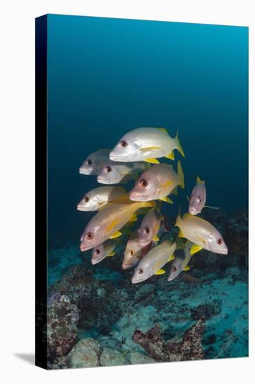 School of One-Spot Snapper-Reinhard Dirscherl-Premier Image Canvas